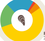 infographie coquillage