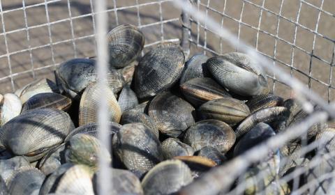 Photo d'un panier de coquillage